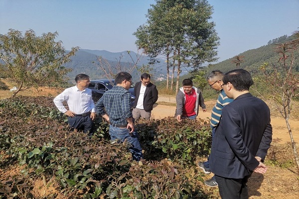 茶叶所服务团队“问诊”新兴象窝茶产业发展“难题”2 - 副本.jpg