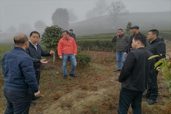 茶叶所专家赴乐昌市庆云镇开展科技服务2 - 副本.jpg