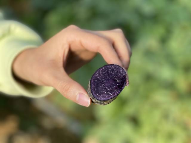 “粤紫薯1号”种薯  南方+ 邵一弘 拍摄