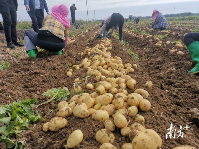 机收后的马铃薯均匀散落在田垄上，农户们将其分级收拣、打包装运。