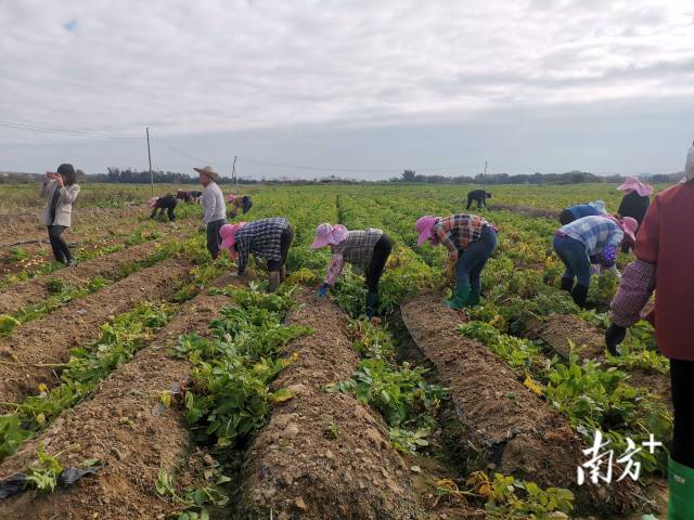 工人在田间劳作，分拣马铃薯。 