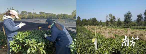  搭架覆盖和行间铺草防冻处理
