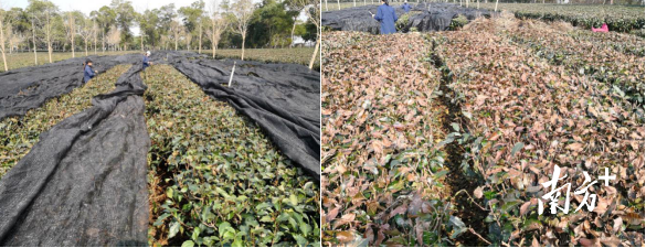 茶树覆盖遮阳网受冻后对比情况