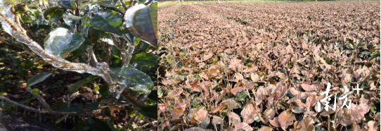  茶树受冻害症状