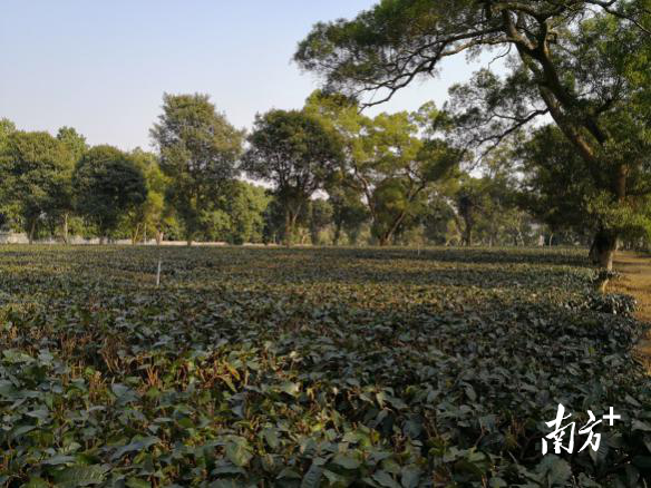  复合生态种植模式受冻后情况  