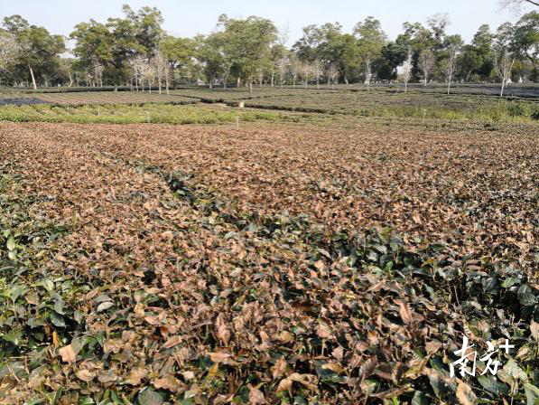  单一种植模式受冻后情况