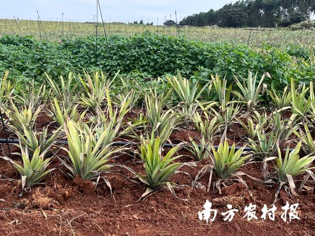 传统种植模式下的菠萝。  