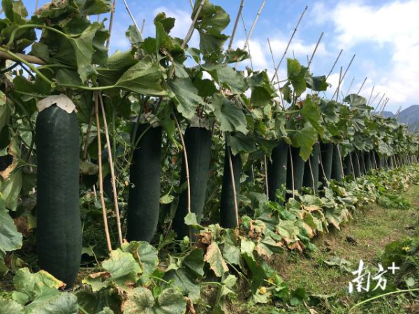 广东打造冬瓜种业强芯。