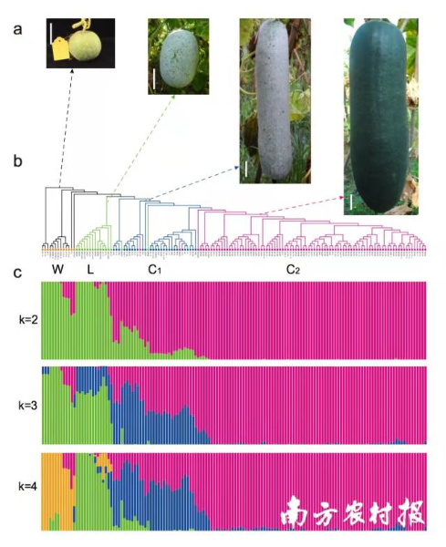 南方农村报 张植宏 拍摄