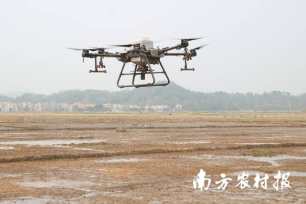 无人机直播水稻生产技术，操作简便，降本增效，适合水稻机械化生产。