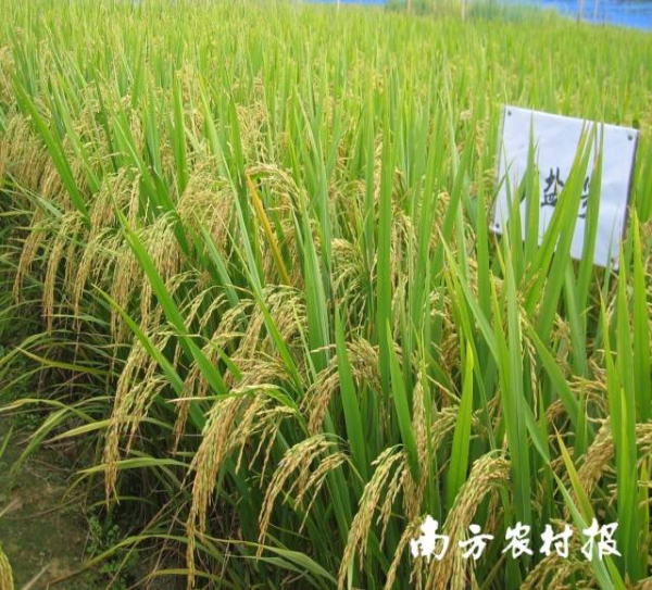 广盐1号水稻品种，耐盐碱性好，表现稳定，米质达国标优质2级水平。