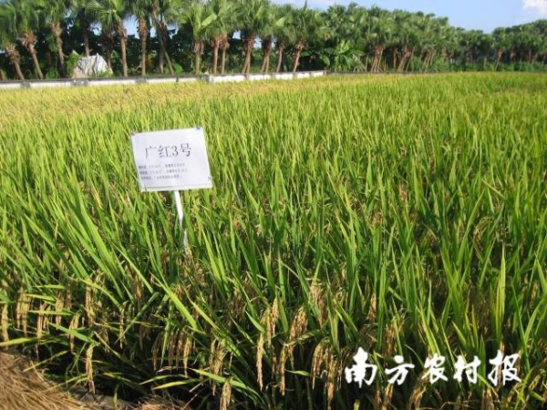 耐盐（碱）水稻品种广红3号，优质高产，综合性状优良，值得推广。