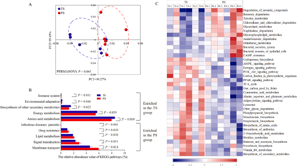 图2 KEGG分析结果图 TS：木薯淀粉组；PS：豌豆淀粉组.jpg