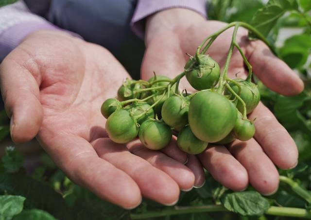 图为马铃薯果实。 图为马铃薯果实。