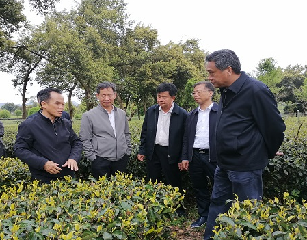 省政协副主席邓海光到院茶叶所英德基地调研1-副本.jpg