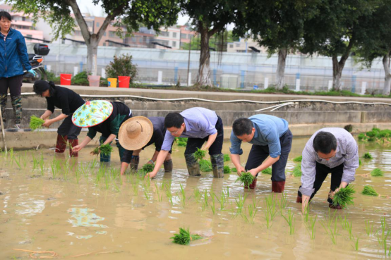 当前,部分科研育种插秧仍需依靠人力。图为与会嘉宾在育种田中体验插秧工作