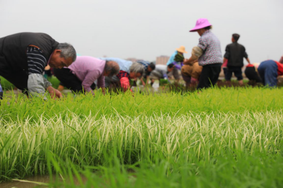 春耕会现场。 春耕会现场。