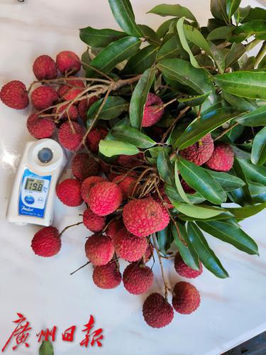 打造荔枝种业最强“芯”,优质荔枝品种“凤山红灯笼”通过全国热带作物品种委员会审定