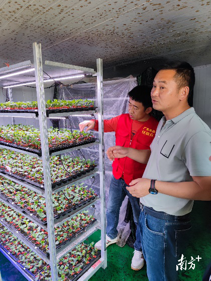 南方农村报 杨吉龙 拍摄