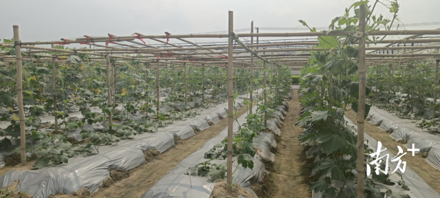 南方农村报 杨吉龙 拍摄