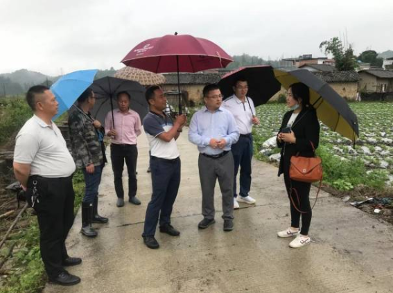 专家们在闻韶镇莞仁农旅水稻生产基地交流。专家们在闻韶镇莞仁农旅水稻生产基地交流。