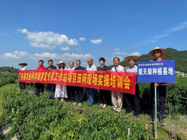 专家们在罗定市永峰农业有限公司辣椒种植基地现场实操培训。 专家们在罗定市永峰农业有限公司辣椒种植基地现场实操培训。