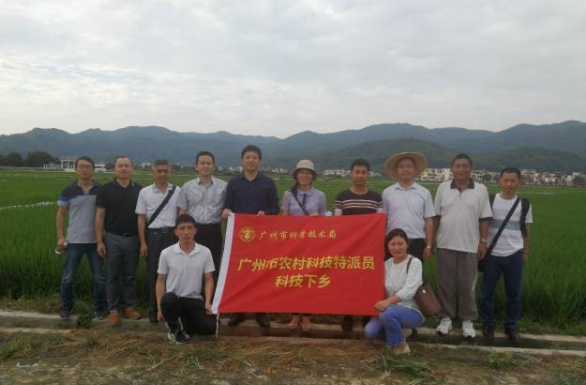 省农科院水稻所专家团队在增城朱村观摩水稻试验基地。 省农科院水稻所专家团队在增城朱村观摩水稻试验基地。