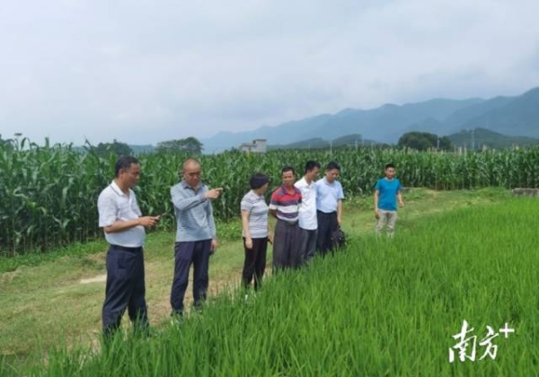 艾绍英一行先后到清远市农业科技推广服务中心位于三坑镇、龙塘镇的基地以及英德市农业科学研究所基地进行调研并提出指导意见。 艾绍英一行先后到清远市农业科技推广服务中心位于三坑镇、龙塘镇的基地以及英德市农业科学研究所基地进行调研并提出指导意见。