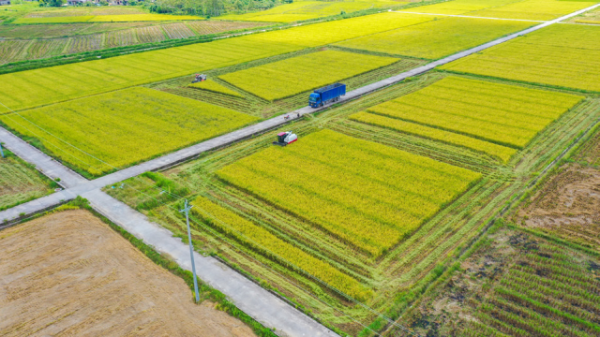 丝苗米。研讨会上,广东省种植业标准化技术委员会杨慧就丝苗米全产业链标准化综合体项目作了介绍 丝苗米。研讨会上,广东省种植业标准化技术委员会杨慧就丝苗米全产业链标准化综合体项目作了介绍