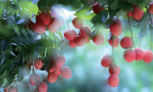 增城荔枝。研讨会上,广东省种植业标准化技术委员会杨慧就荔枝全产业链标准化综合体项目作了介绍 增城荔枝。研讨会上,广东省种植业标准化技术委员会杨慧就荔枝全产业链标准化综合体项目作了介绍