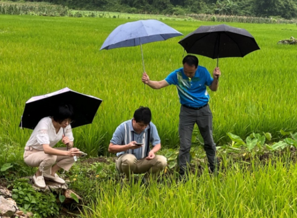 王晓飞等专家实地考察茶榕村稻田病虫害发生情况。 王晓飞等专家实地考察茶榕村稻田病虫害发生情况。