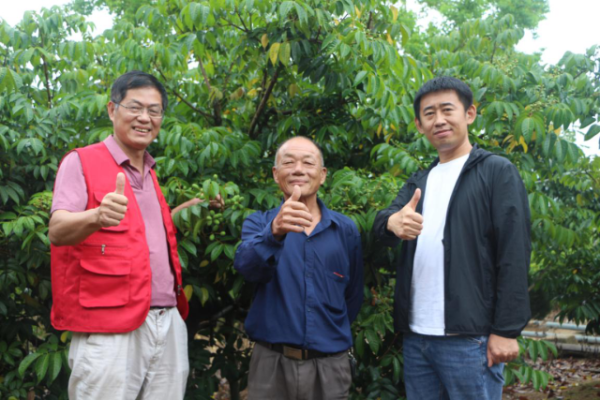 矮化后的橄榄管理方便，产量和品质双提升