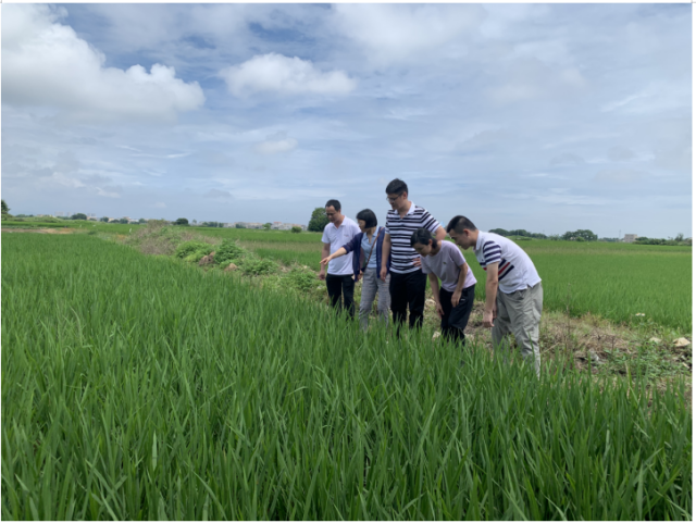 科技特派员在潭西镇水稻田间指导水稻病虫害识别技术 科技特派员在潭西镇水稻田间指导水稻病虫害识别技术