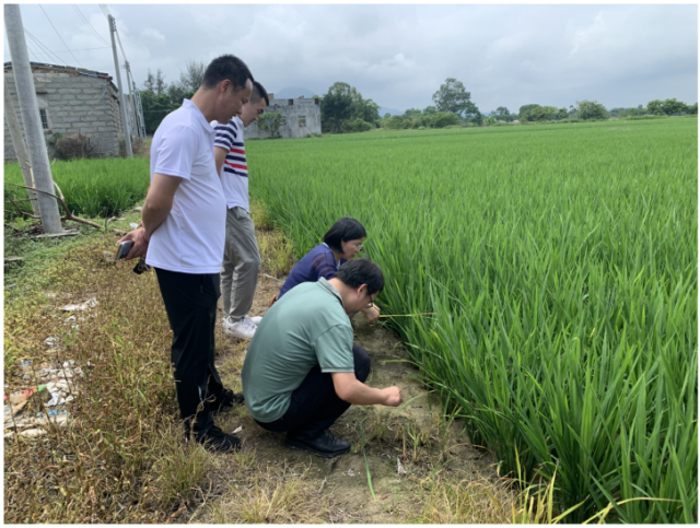科技特派员现场鉴定水稻田间虫害 科技特派员现场鉴定水稻田间虫害