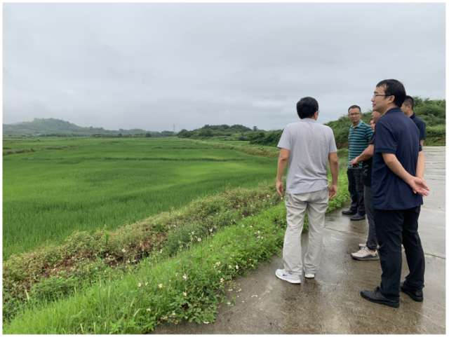 团队在汕尾市一方农业科技有限公司水稻种植基地了解水稻种植情况 团队在汕尾市一方农业科技有限公司水稻种植基地了解水稻种植情况
