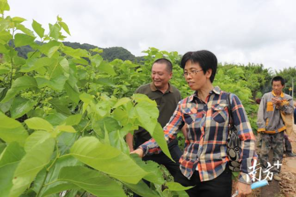 省农科院专家唐翠明现场与农户交流。 省农科院专家唐翠明现场与农户交流。