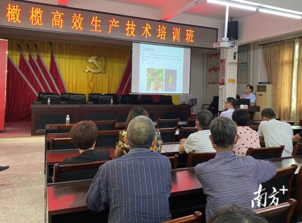 “橄榄高效生产技术培训班”在文祠镇举办。