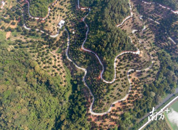 潮安区橄榄省级现代农业产业园。  谭家富 摄