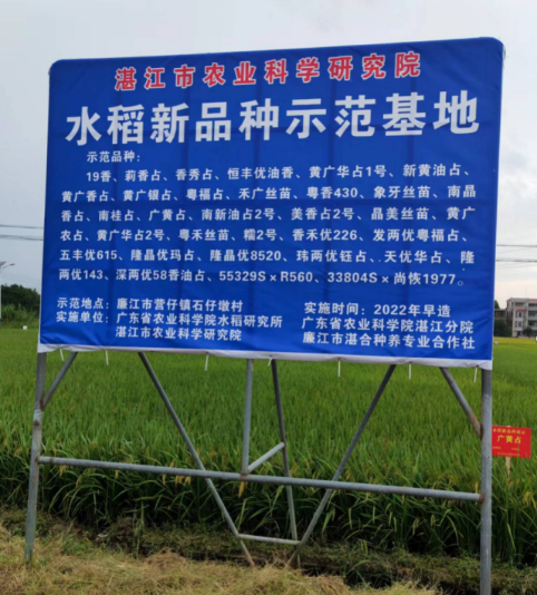 在廉江市营仔镇石仔墩村展示的水稻新优品种。