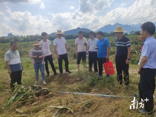 省农科院专家在英德横石塘镇开展灾后复产技术指导。