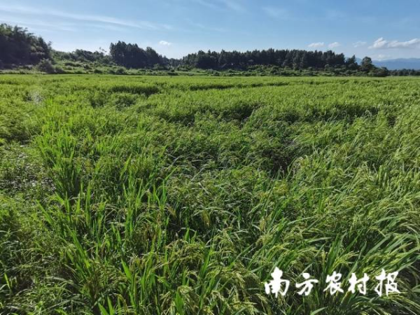 始兴县沈所镇水稻受灾情况。