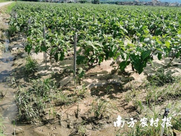 始兴县城南镇茄子遭水淹后场景。