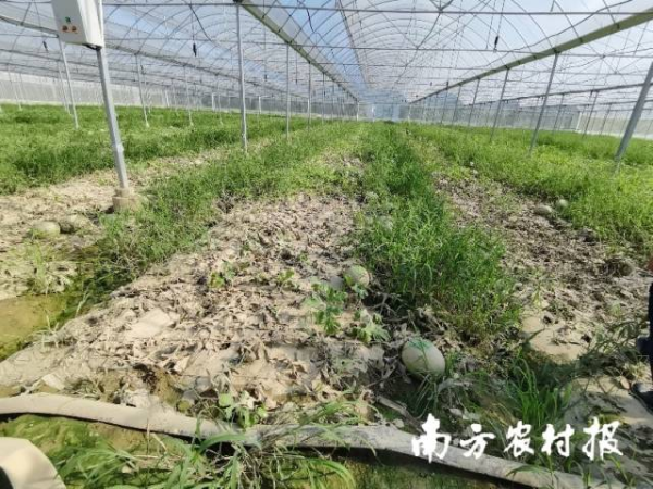 始兴县城南镇大棚西瓜被水淹没浸泡后场景。