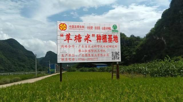省农科院水稻研究所与驻镇帮扶工作队合作共建“平塘米”种植基地。