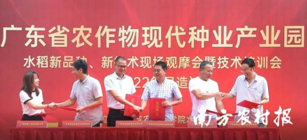 省农科院水稻所与广东华茂高科种业有限公司签订《杂交稻 “香禾优1002”部分品种使用权转让》，与广东粤良种业有限公司签订《杂交稻 “恒丰优158”部分品种使用权转让》。省农科院水稻所还将《一种提高水稻穗期稻瘟病抗性的基因及其用途》《一种水稻育种用高发芽率育种装置》两项专利转让给广东省桦一种业有限公司。