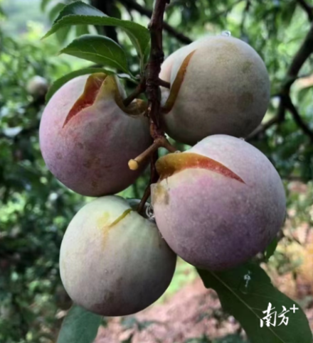 翁源三华李因灾落果裂果。
