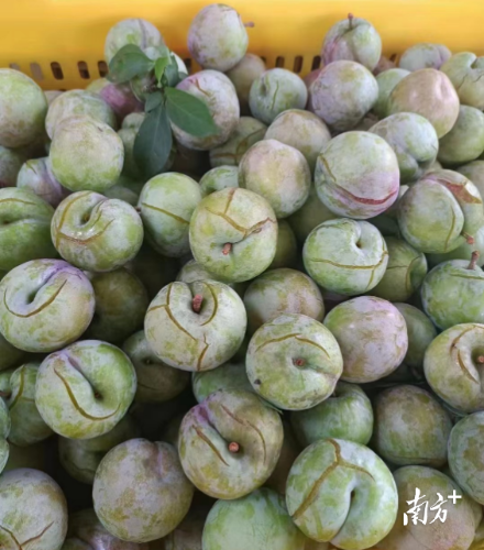翁源三华李因灾落果裂果。