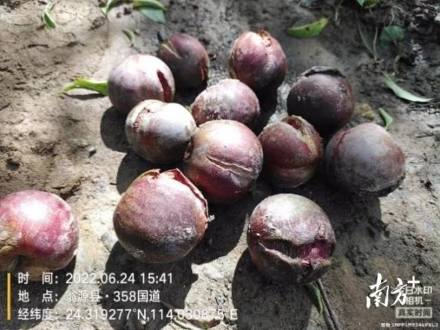 轻骑兵队伍调查三华李受灾情况。