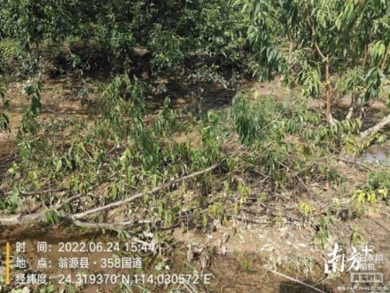 轻骑兵队伍调查三华李受灾情况。