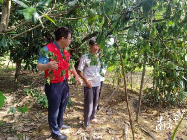 轻骑兵专家指导三华李防汛救灾复产工作。